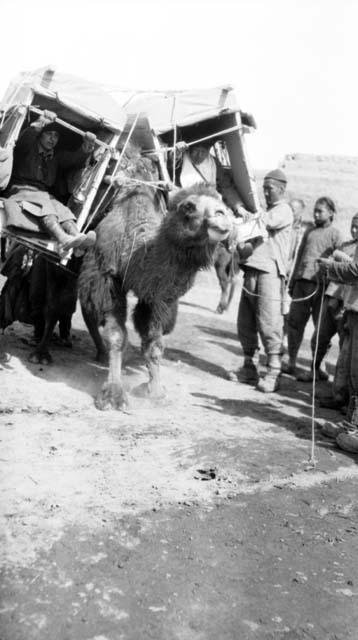 Camel with two people in carriers