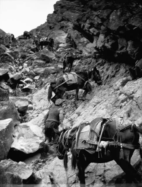 Mules on steep ascent