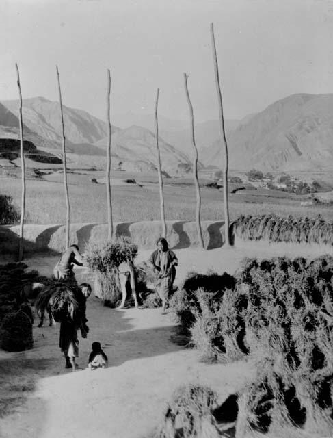 Girls threshing wheat, Tibet