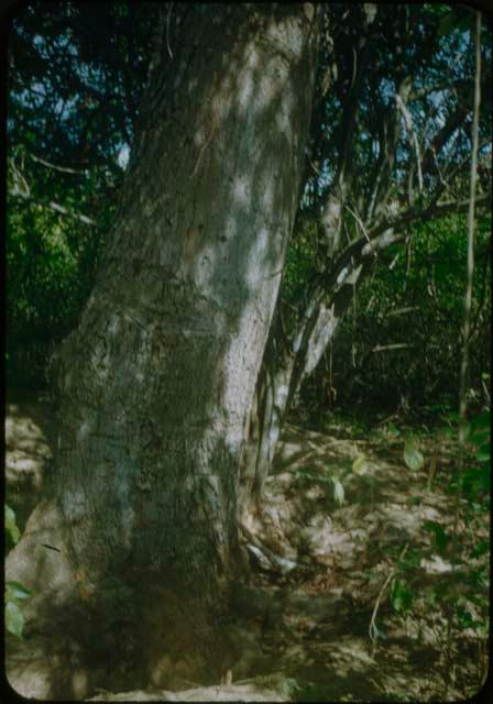 Close view of tree