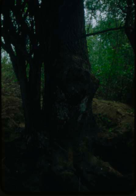 View of tree trunk