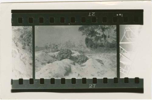 Contact print of negative: Area A, Trench 1, end of dig with vegetation growth on dirt piles