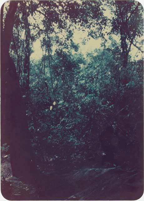 View of wooden area, bush behind beach