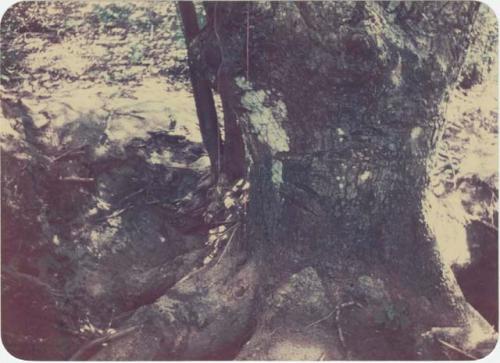 View of tree trunk, the "Treasure Tree"