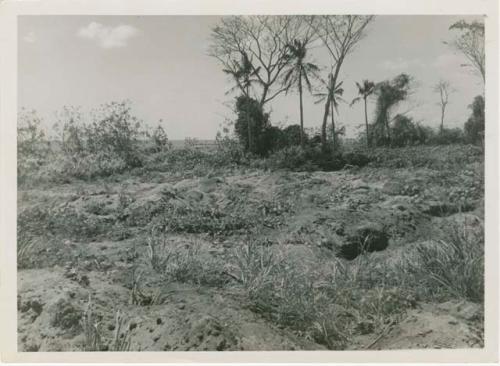 Area A, looking southwest from southeast, back dirt of Trench 6 across Trench 3