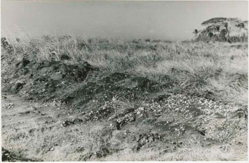 Middle of Area B showing shells exposed by bull dozer