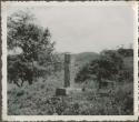Upright stela among trees