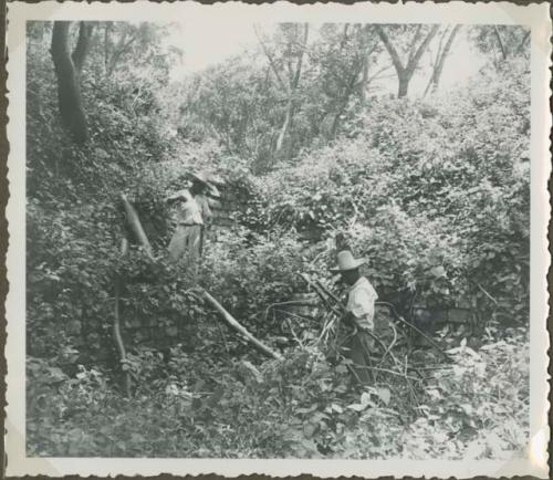 Local men clearing overgrowth from a stone wall