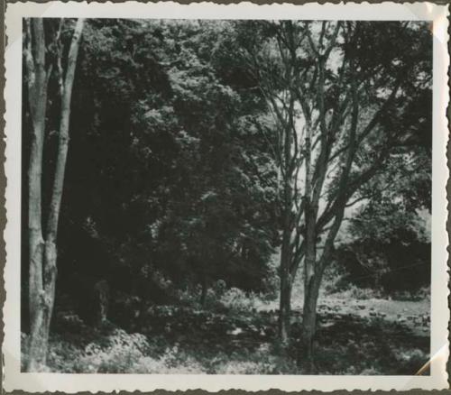 View of shady area with trees