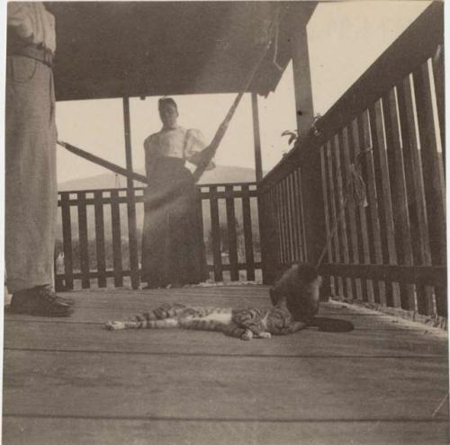 Cat and monkey on a porch, with people in background