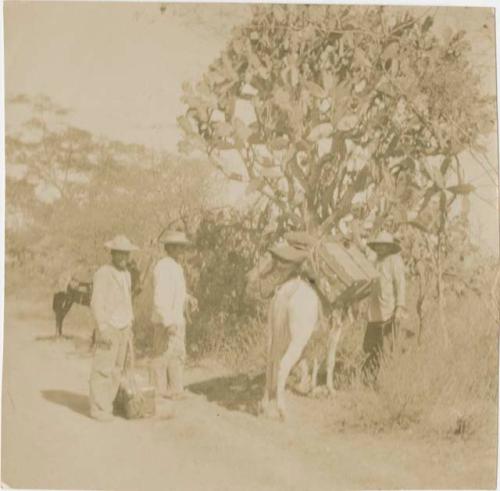 Three men with pack-mules in front of a large cactus