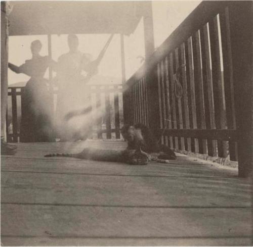 Cat and monkey on a porch, women in background