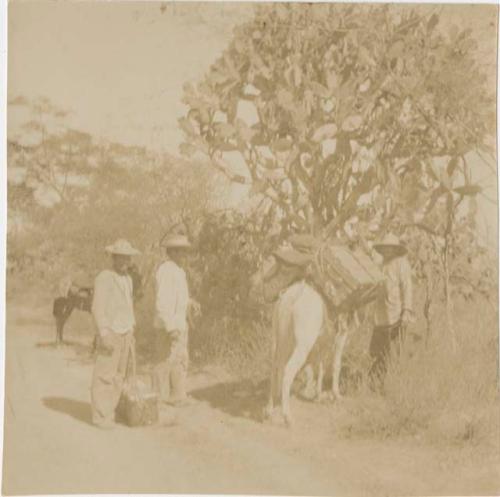 Three men with pack-mules in front of a large cactus