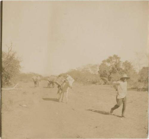 Man with pack-mules in desert landscape