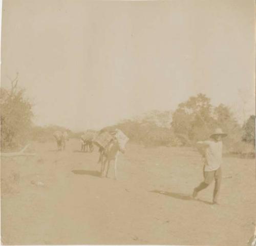 Man with pack-mules in desert landscape