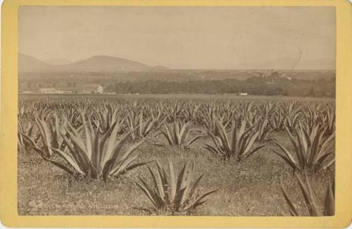 Field of henequen plants on a plantation