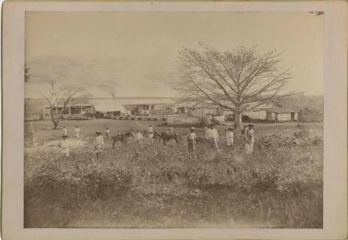 Men and burros in a field, buildings and stables in background