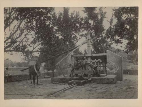 A machine or press pulled by a burro