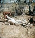 Slide from Marshall Expedition: "Bushmen hunted stag"