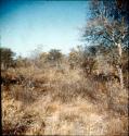 Slide from Marshall Expedition: "Bushmen thorn veldt"