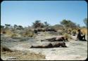 Slide from Marshall Expedition: "Bushmen taking a break"