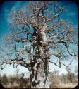 Slide from Marshall Expedition: "Baobab Tree, poison grub 3 ft out and 3 ft down!"