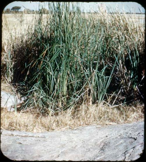 Slide from Marshall Expedition: "Bushmen water hole"