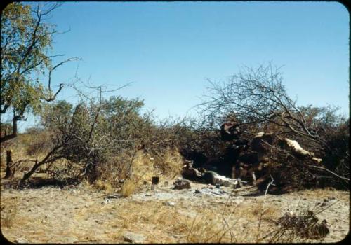 Slide from Marshall Expedition: "Thorn enclosure for sleeping with ###. Old people are left in similar enclosures with a little food and water when abandoned."