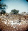 Slide from Marshall Expedition: "Bushmen, burned over small pan"