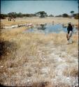 Slide from Marshall Expedition: "Waterhole, SW Africa, Pan-Lorna, Marshall Gautscha"