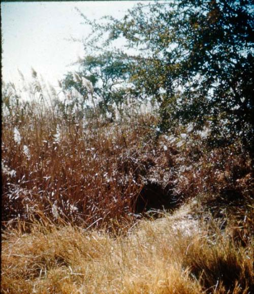 Slide from Marshall Expedition: "Bushmen water hole"