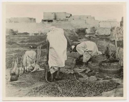 Siwa, date packing