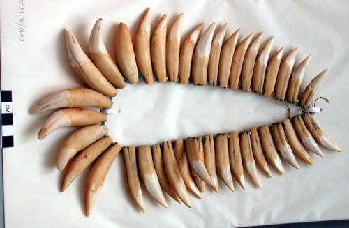 Man’s necklace of hog teeth