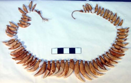 Necklace of teeth and glass beads