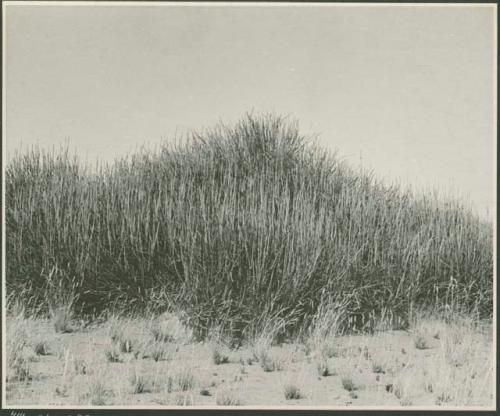 Grass (print is a cropped image)