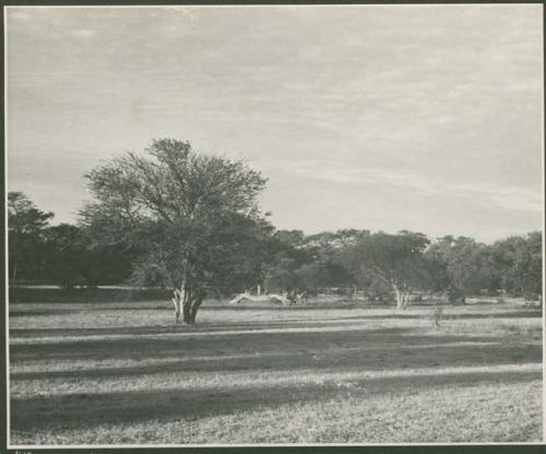 Grass and trees (print is a cropped image)