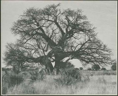 Baobab tree (print is a cropped image)