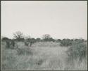 Shrubs and grass, with baobab trees in distance (print is a cropped image)