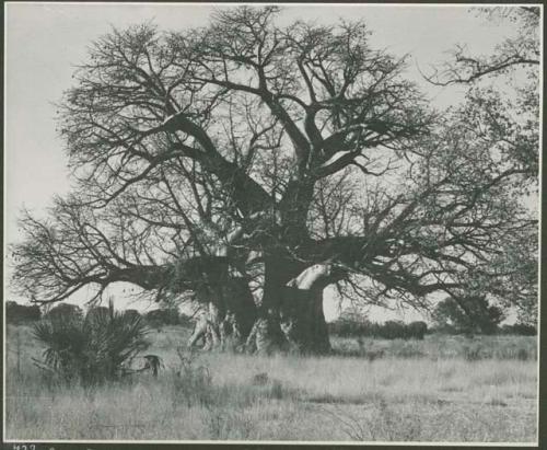 Baobab tree (print is a cropped image)