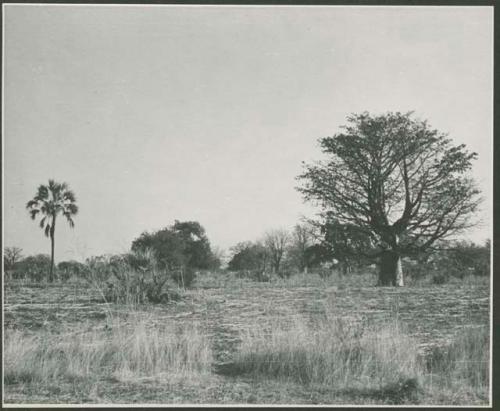 Palm (left) and baobab tree (right) (print is a cropped image)