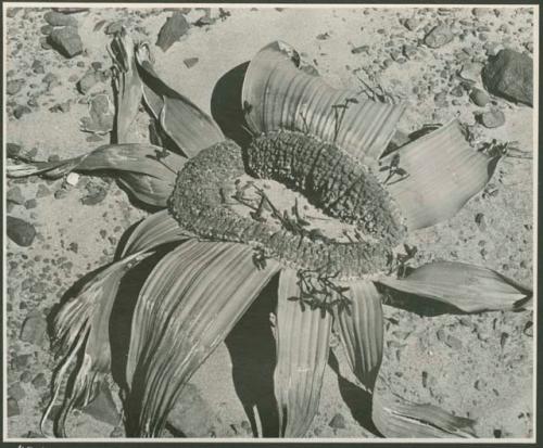 Welwitschia, close-up (print is a cropped image)