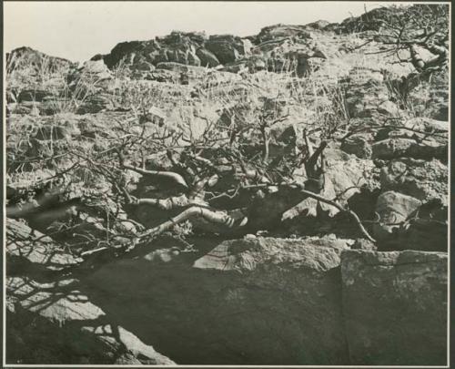 Rocky hillside, and twisted tree or shrub (print is a cropped image)