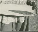Woman mining by panning, close-up (print is a cropped image)