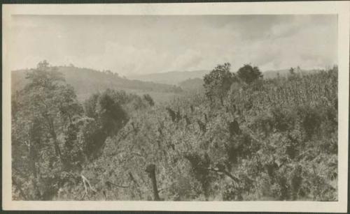 Tecpan landscape