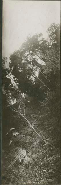 Steep hill with trees in Copan