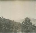 View of treetops, near Totonicapan