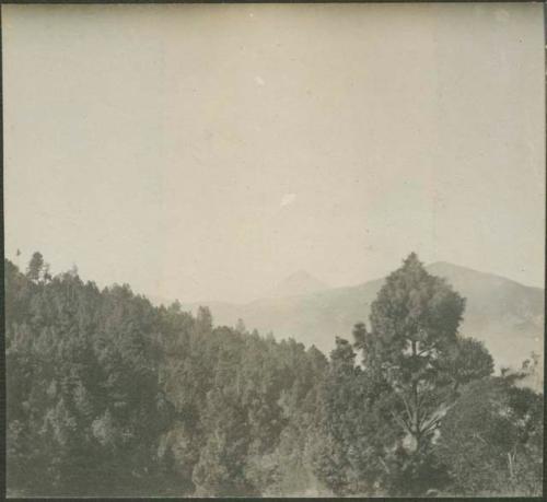 View of treetops, near Totonicapan