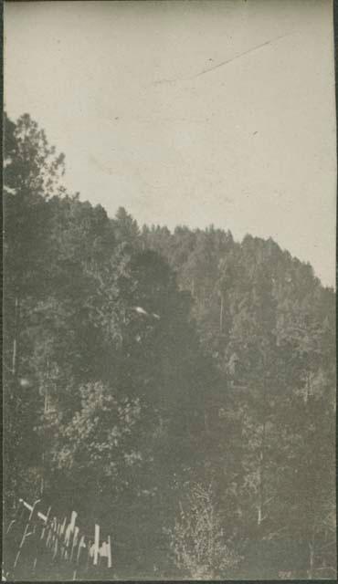 View of treetops, near Totonicapan