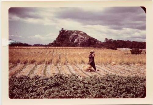 Rice or barley harvest