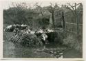 Women washing daikon radishes in stream